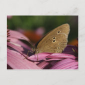 Aphantopus hyperantus postkarte (Vorderseite)