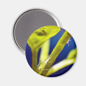 Aphide Magnet (Vorderseite/Rückseite)