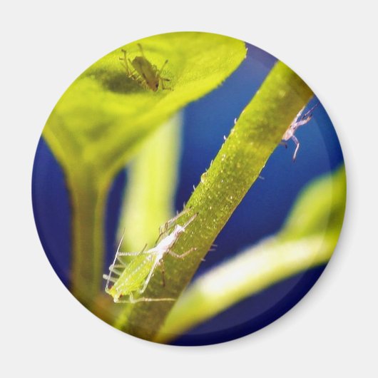 Aphide Magnet (Vorne)