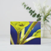 Aphide Postkarte (Stehend Vorderseite)