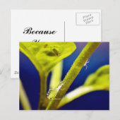 Aphide Postkarte (Vorne/Hinten)