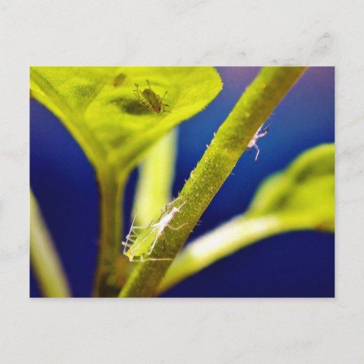 Aphide Postkarte (Vorderseite)
