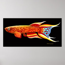 Aphyosemion Australe Killifish Poster