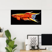 Aphyosemion Australe Killifish Poster (Heimbüro)
