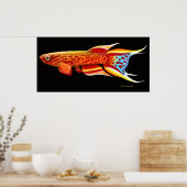 Aphyosemion Australe Killifish Poster (Küche)
