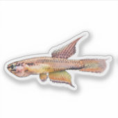 Aphyosemion bitaeniatum Ijebu Ode Killifisch Aufkleber (Vorderseite)