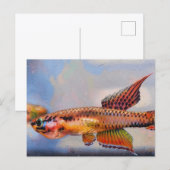 Aphyosemion bitaeniatum Ijebu Ode Killifisch Postkarte (Vorne/Hinten)