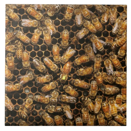 Apiary - Biene - Die Königin hagelt Fliese (Vorderseite)