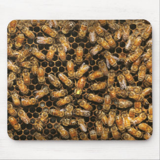 Apiary - Biene - Die Königin hagelt Mousepad