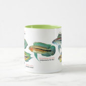 Apistgramma Tasse (Zentrum)