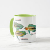 Apistgramma Tasse (Vorderseite Links)