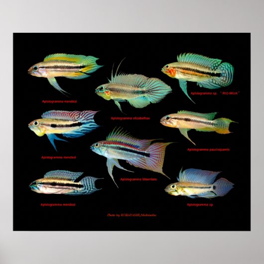 Apistogrammaの 仲 間 の ポ ス タ. poster (Vorne)