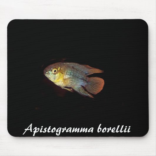 Apistogramma borellii mousepad (Vorne)