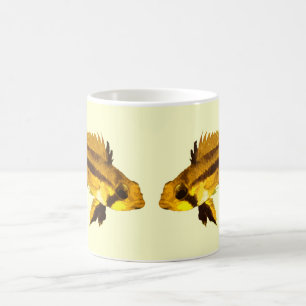 Apistogrammas Zwergbuntbarsch Kaffeetasse