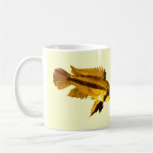 Apistogrammas Zwergbuntbarsch Kaffeetasse (Links)