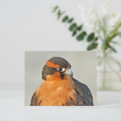 Aplomado Falcon Nah Postkarte (Stehend Vorderseite)