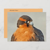 Aplomado Falcon Nah Postkarte (Vorne/Hinten)