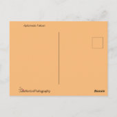 Aplomado Falcon Nah Postkarte (Rückseite)