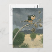 Aplomado Falcon Postkarte (Vorne/Hinten)