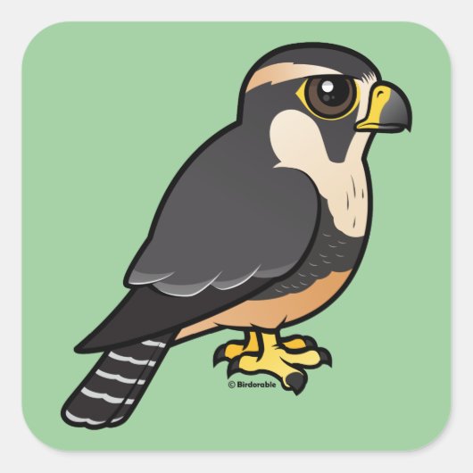 Aplomado Falcon Quadratischer Aufkleber (Vorderseite)