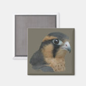 Aplomado Magnet (Vorderseite/Rückseite)