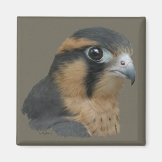 Aplomado Magnet (Vorne)