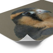 Aplomado Poster (Ecke)