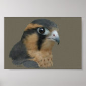 Aplomado Poster (Vorne)