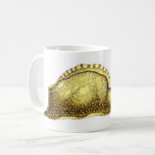 Aplysia fasciata kaffeetasse (Vorderseite Links)