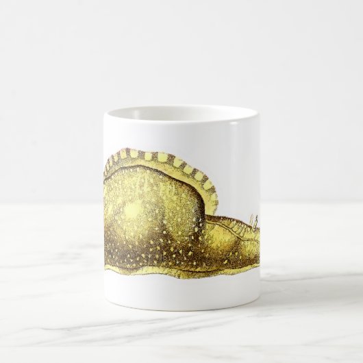 Aplysia fasciata kaffeetasse (Mittel)