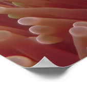 Apo Island Clownfish Poster (Ecke)