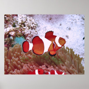 Apo Island Clownfish Poster