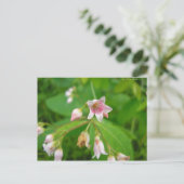Apocyn à feuilles d'androsème postkarte (Stehend Vorderseite)