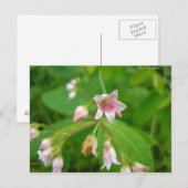 Apocyn à feuilles d'androsème postkarte (Vorne/Hinten)