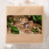 Apodemus sylvaticus (Insitu)