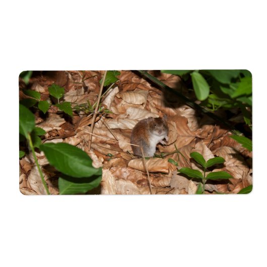 Apodemus sylvaticus (Vorne)