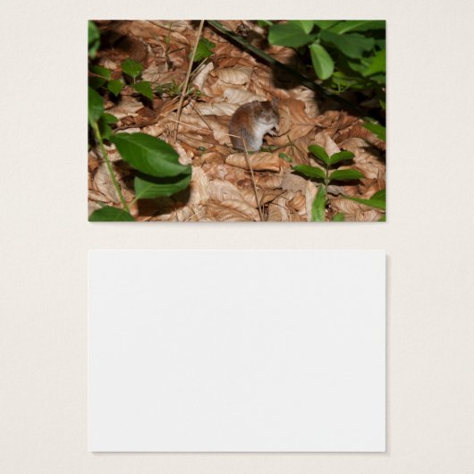 Apodemus sylvaticus (Vorne & Hinten)