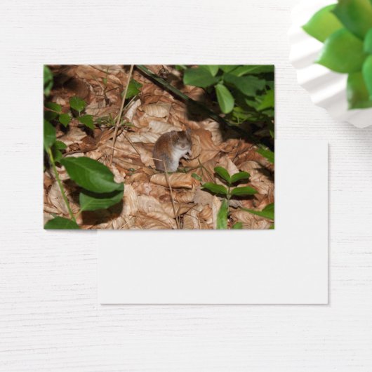 Apodemus sylvaticus (Schreibtisch)