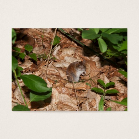 Apodemus sylvaticus (Vorderseite)