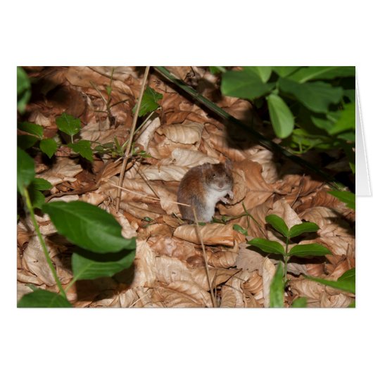 Apodemus sylvaticus (Vorderseite (Horizontal))