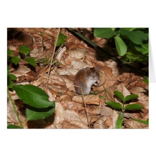 Apodemus sylvaticus (Vorderseite (Horizontal))