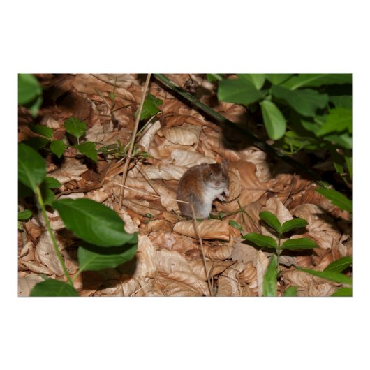 Apodemus sylvaticus poster (Vorderseite)