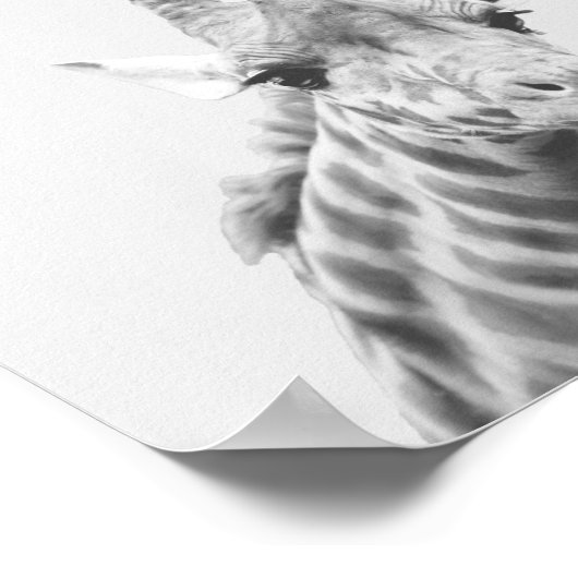 Apollo die Giraffe Poster (Ecke)