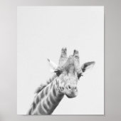 Apollo die Giraffe Poster (Vorne)