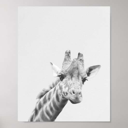 Apollo die Giraffe Poster (Vorne)
