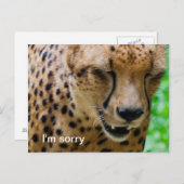 Apologetic Cheetah Postkarte (Vorne/Hinten)
