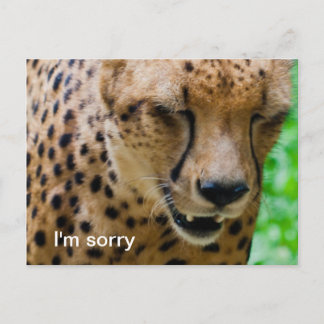 Apologetic Cheetah Postkarte