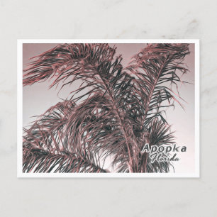 APOPKA FLORIDA POSTKARTE