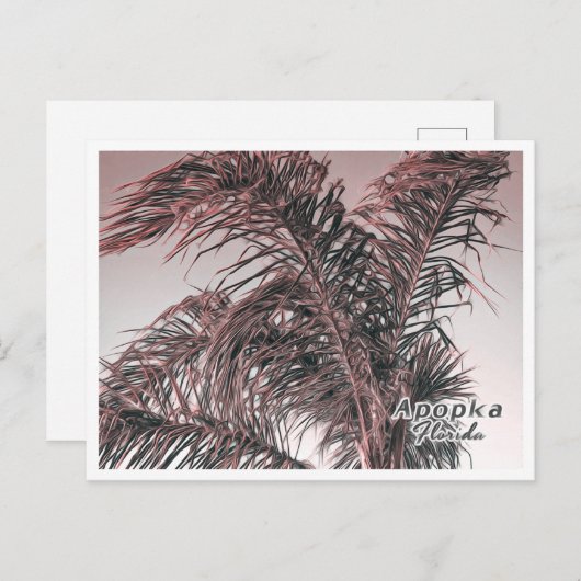 APOPKA FLORIDA POSTKARTE (Vorne/Hinten)