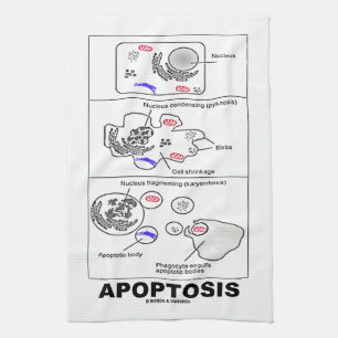 Apoptosis Biologie programmierter Zelltod Küchentuch